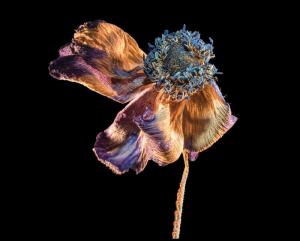 sorry, minified image is missing, click to see the bigger version